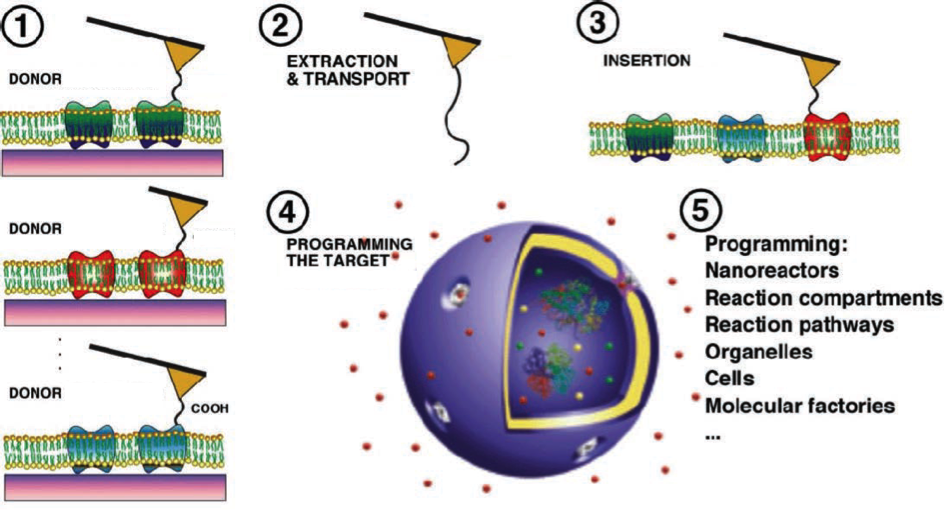Nanotechnological approaches and tools to reprogram nanoreactors and living cells will be developed. Reprogramming will be facilitated using a variety of membrane proteins (pumps, transporters and receptors), genes or peptides.