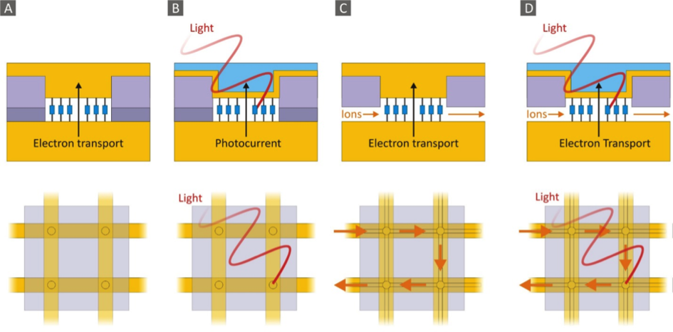 Figure caption: Schematic representation of a nanopore for probing electron transport (A) or molecule-photon interactions (e.g. for light-harvesting applications) by using a semi-transparent top or bottom electrode (B). Nanopores are interconnected via oxide-embedded microchannels to enable ionic exchange in electrochemical studies (C). Influence of light and electrochemical environment on molecular transport can further be studied simultaneously (D). Lower row shows 2x2 nanopore arrays and electrical and electrochemical interconnects. Every nanopore can be addressed electrically, optically, electrochemically or a combination thereof.