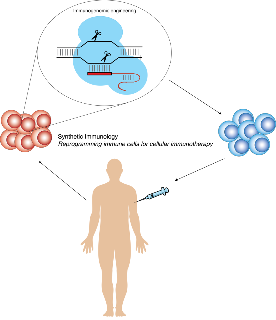 Engineering immune cells by precise genome editing for applications in biotechnology and cellular immunotherapy.