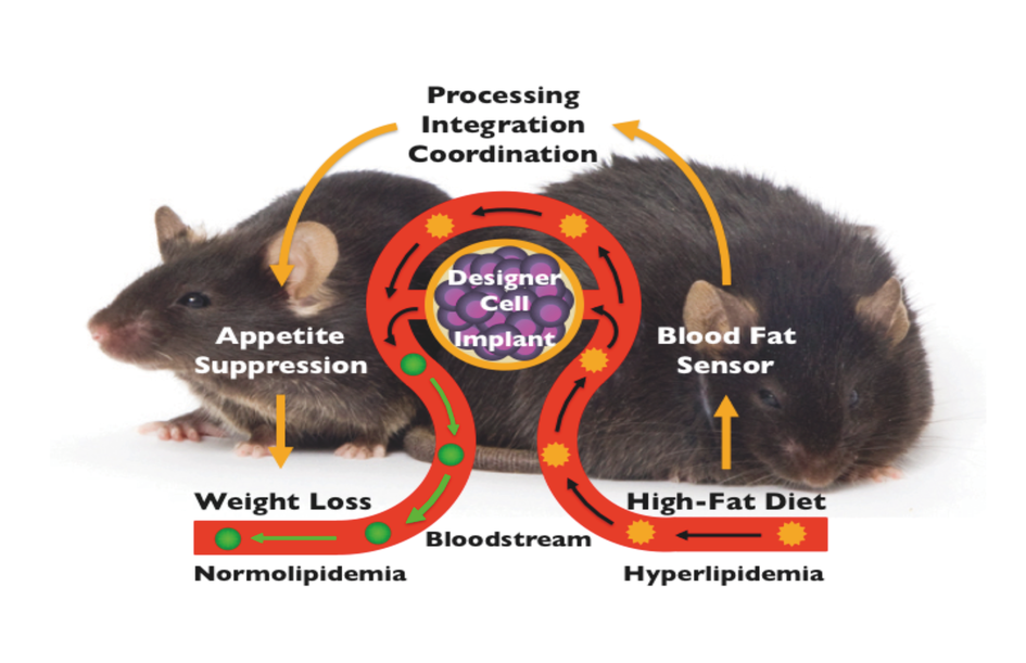 Anti-obesity designer implant. The implanted designer cells monitor the blood-fat levels of obese animals and coordinate expression of an appetite-suppressing peptide hormone which tells the animal that it is full. Consequently, food intake drops and body weight decreases until the animal reaches its normal body weight.