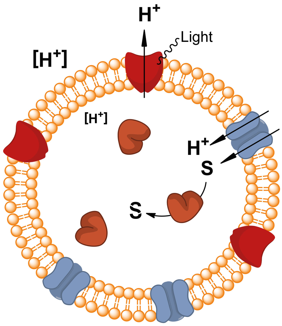Schematic representation of a ‘simple’ biomolecular factory: The reactor is a nanocontainer (made of lipid or block copolymer) equipped with light-driven proton pumps (in red; energizing modules), proton-driven solute transporters (in blue; translocating modules) and metabolizing enzymes (in brown; metabolizing modules). Such light powered nanoreactors will import specific solutes from a solution and degrade them inside. Possible application: decontamination of water/solutions from toxic compounds or pollutant.