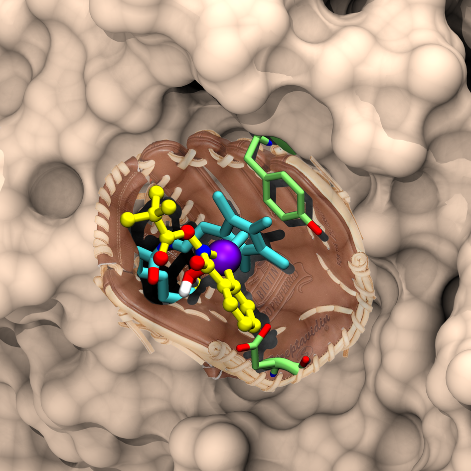 Artificial metalloenzymes as components of molecular factories: Introduction of a catalytically active organometallic cofactor ball and stick representation within a protein host (e.g. baseball glove) affords an artificial metalloenzymes a variety of bio-orthogonal transformations. Current efforts are aimed at performing catalysis within a cellular environment.