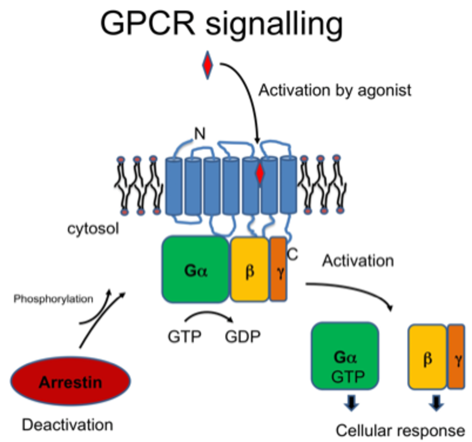 Simplified scheme of GPCR signalling: Light or ligand binding triggers a conformational change of the receptor that induces G protein activation.