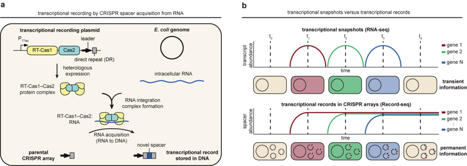 Transcriptional recording by CRISPR spacer acquisition from RNA. (a) Expression of CRISPR proteins RT–Cas1 and Cas2 leads to the acquisition of intracellular RNAs, providing a molecular memory of transcriptional events stored within DNA. b, Comparison of RNA-seq and Record–seq. RNA-seq captures the transcriptome of a population of cells at a single point in time, providing a transient snapshot of cellular events. By contrast, Record–seq permanently stores information about prior transcriptional events in a CRISPR array, providing a molecular record that can be used to reconstruct transcriptional events that occurred over time. [Adapted from Schmidt et al., Nature, 2018]